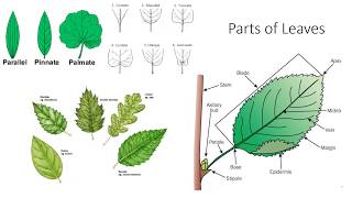 Plant Anatomy and Morphology [upl. by Mansur797]