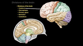 Divisions of the brain [upl. by Anayia690]