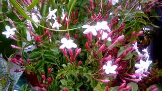 Pink Jasmine in bloom  Jasminum polyanthum [upl. by Ahseek237]