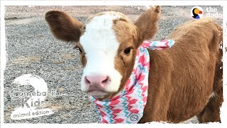 Family Brings Baby Cow Into Their Home During Hurricane  The Dodo Comeback Kids S02E01 [upl. by Lillian]