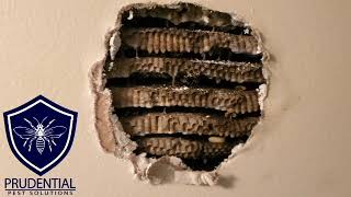 Yellow Jacket Nest in Wall Treatment [upl. by Akers]