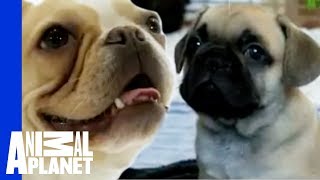 French Bulldogs  Dogs 101 [upl. by Wemolohtrab]