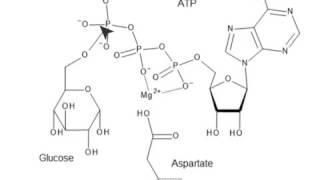 Glycolysis Enzymes and Their Functions [upl. by Erdnaid]