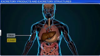 CBSE Class 11 Biology  Excretory Products and Their Elimination  Full Chapter  By Shiksha [upl. by Yaffit]