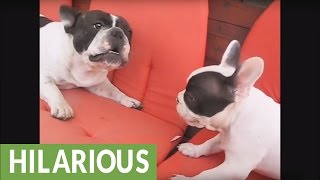 Hilarious French Bulldog barking compilation [upl. by Garling]