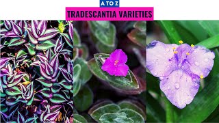 Tradescantia Varieties A to Z [upl. by Nais]