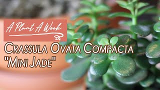 Crassula ovata compacta quotMini Jadequot Care  A Plant A Week [upl. by Neelyt765]