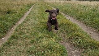 Hugo  4 Month Old Cocker Spaniel Puppy  2 Weeks Residential Dog Training [upl. by Luzader]