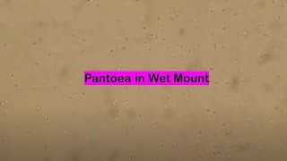 Pantoea in Wet Mount [upl. by Inaja]