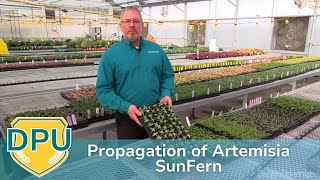 Propagation of Artemisia SunFern ENG [upl. by Colp]