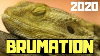 Brumation in Bearded Dragons  Everything You Need To Know [upl. by Anirbak]