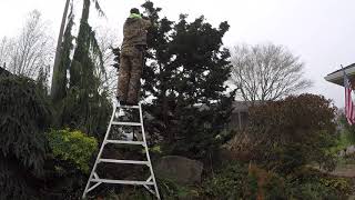 Nathan Prunes a Hinoki Cypress—Japanese Niwaki Style [upl. by Ellah]