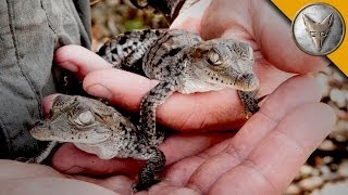 A Nest FULL of Baby Crocodiles [upl. by Cornie]