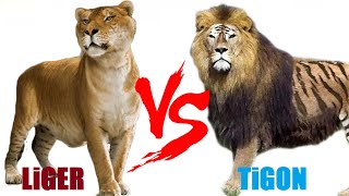 Liger VS Tigon  Liger VS Tigon Who Will Win [upl. by Attenat]