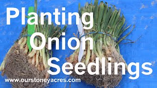 Gardening Tips Starting Onions from Seedlings Ep 3 [upl. by Abert]