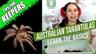 How to look after a pet tarantula the basics  Australian Tarantula Keepers Series [upl. by Ahsaetal716]