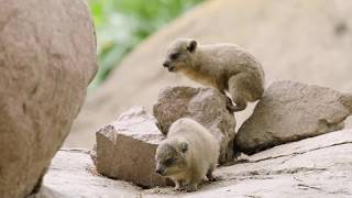 Baby Hyraxes Bounce amp Play [upl. by Revilo87]