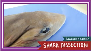 Dogfish Shark Dissection  Sink or Swim EDU [upl. by Sloane594]