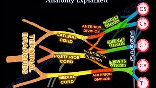 Brachial Plexus Brachial Plexus anatomy [upl. by Bostow]