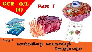 கலம்  Cell structure amp function  Grade 10 Science  GCE OL Tamil Medium [upl. by Nerag]