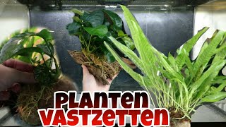 Aquariumplanten LIJMEN en BINDEN op hout amp steen Nickey [upl. by Nwahsek]