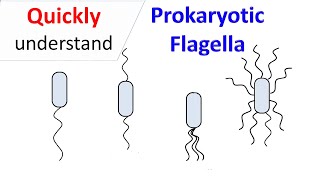 Prokaryotic Flagella [upl. by Stillas208]