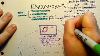 Endospore Sporulation [upl. by Eseenaj]