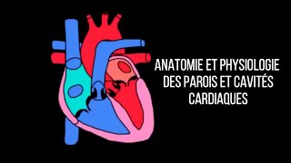 Anatomie et physiologie des parois et cavités cardiaques [upl. by Sokim37]