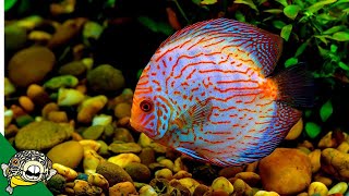 Discus Fish Care Guide FOR BEGINNERS [upl. by Yemrots355]