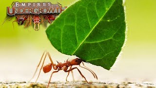 Ant Simulator  The Leaf Cutters  Empires Of The Undergrowth  Ep8 [upl. by Rubens501]