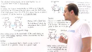 Disaccharides Maltose Lactose and Sucrose [upl. by Ursal]