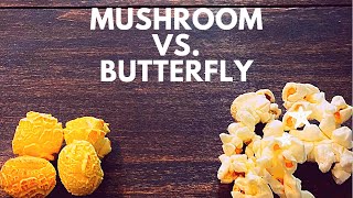 The types of popcorn kernels Mushroom amp Butterfly [upl. by Ynnavoj]