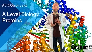 Proteins  A Level Biology [upl. by Nelrah]