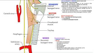 Cranial Nerve X  Vagus Nerve Part 2a  Structure amp Functions of UQ amp Thoracic Branches [upl. by Rimidalg]