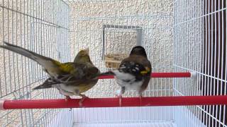 chardonneret algérien noire x canari [upl. by Legnaleugim868]