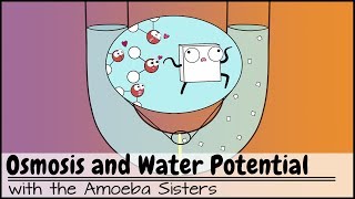 Osmotic Pressure in Biology [upl. by Twitt335]