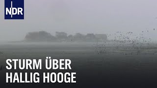 Land unter auf Hallig Hooge  die nordstory  NDR Doku [upl. by Hynda]