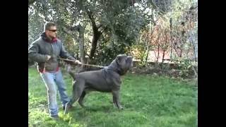 MASTINO NAPOLETANO MARCO POMPILI [upl. by Uzziel]