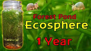 ISOLATING Pond Water inside a JAR for a YEAR │ Woodland Pond Ecosphere  1 Year Update [upl. by Thgirw995]