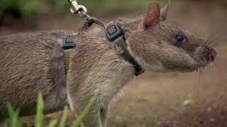 Rats Save Humans From Landmines  Extraordinary Animals  Series 2  Earth [upl. by Otes641]