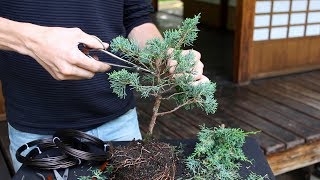 How to create a Bonsai tree DIY [upl. by Loma125]