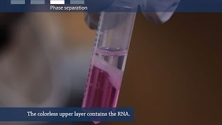 How to isolate RNA from tissue or cells [upl. by Konstance]