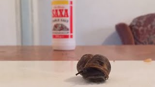 Snail and Salt Experiment Timelapse [upl. by Llednew936]