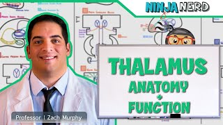 Neurology  Thalamus Anatomy amp Function [upl. by Wilma]