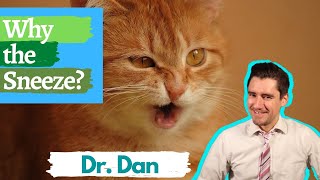 Why is your cat sneezing Symptoms diagnosing and treating upper respiratory infections [upl. by Zephan]