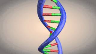 DNA double helix structure animation [upl. by Ahsir991]