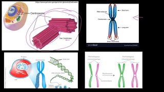 Grade 12 Life Sciences Meiosis Part 1 [upl. by Nicolis]