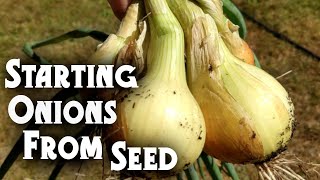 Starting Onion Seeds Tips amp Tricks [upl. by Aguie954]