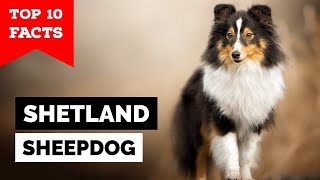 Shetland Sheepdog  Top 10 Facts Sheltie [upl. by Elrebma853]