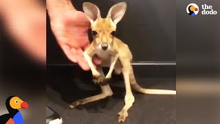 Newborn endangered kangaroo emerges from mothers pouch [upl. by Hpsoj957]